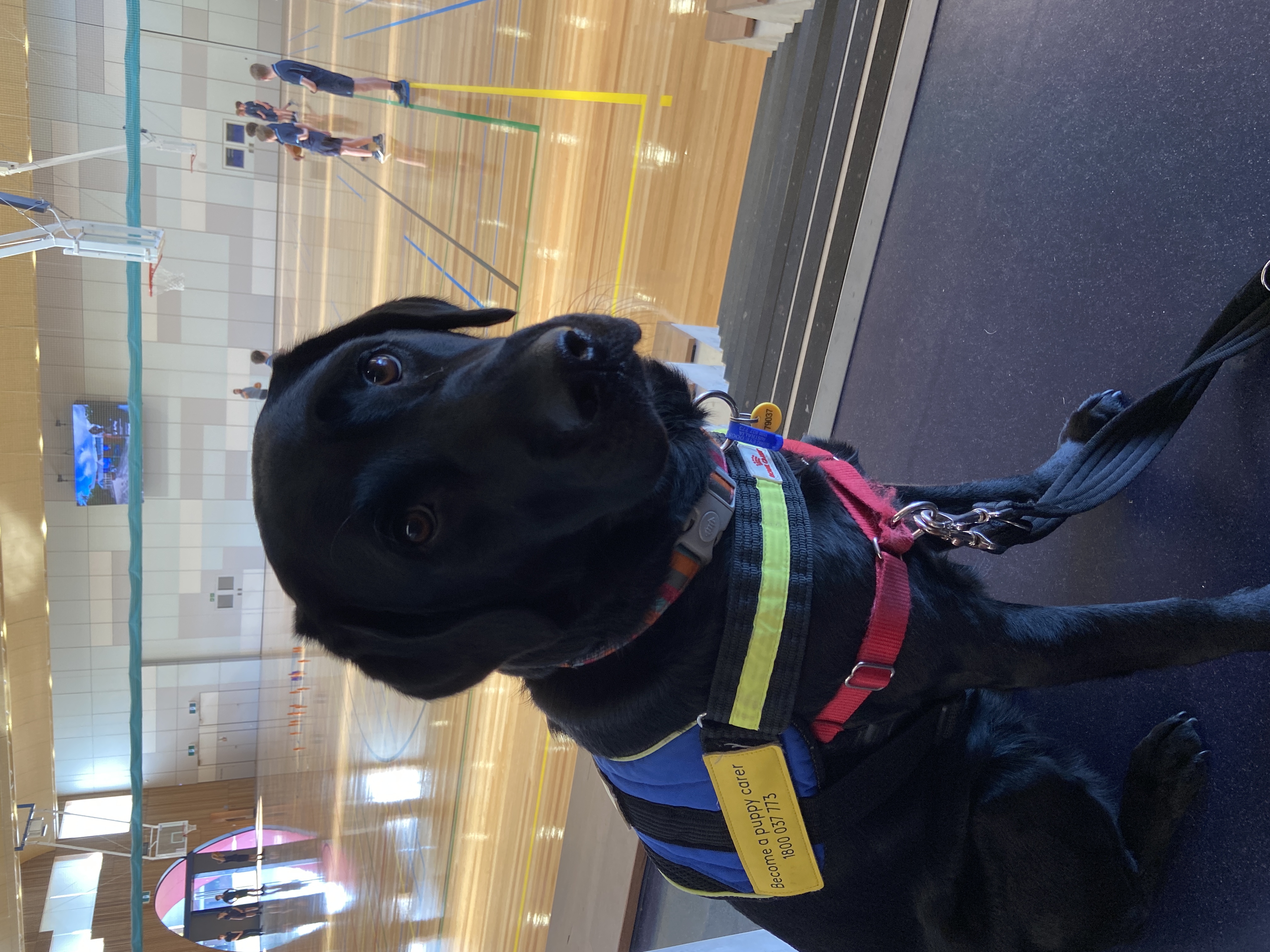 "Nell sitting nicely in the audience stands of a basketball court."