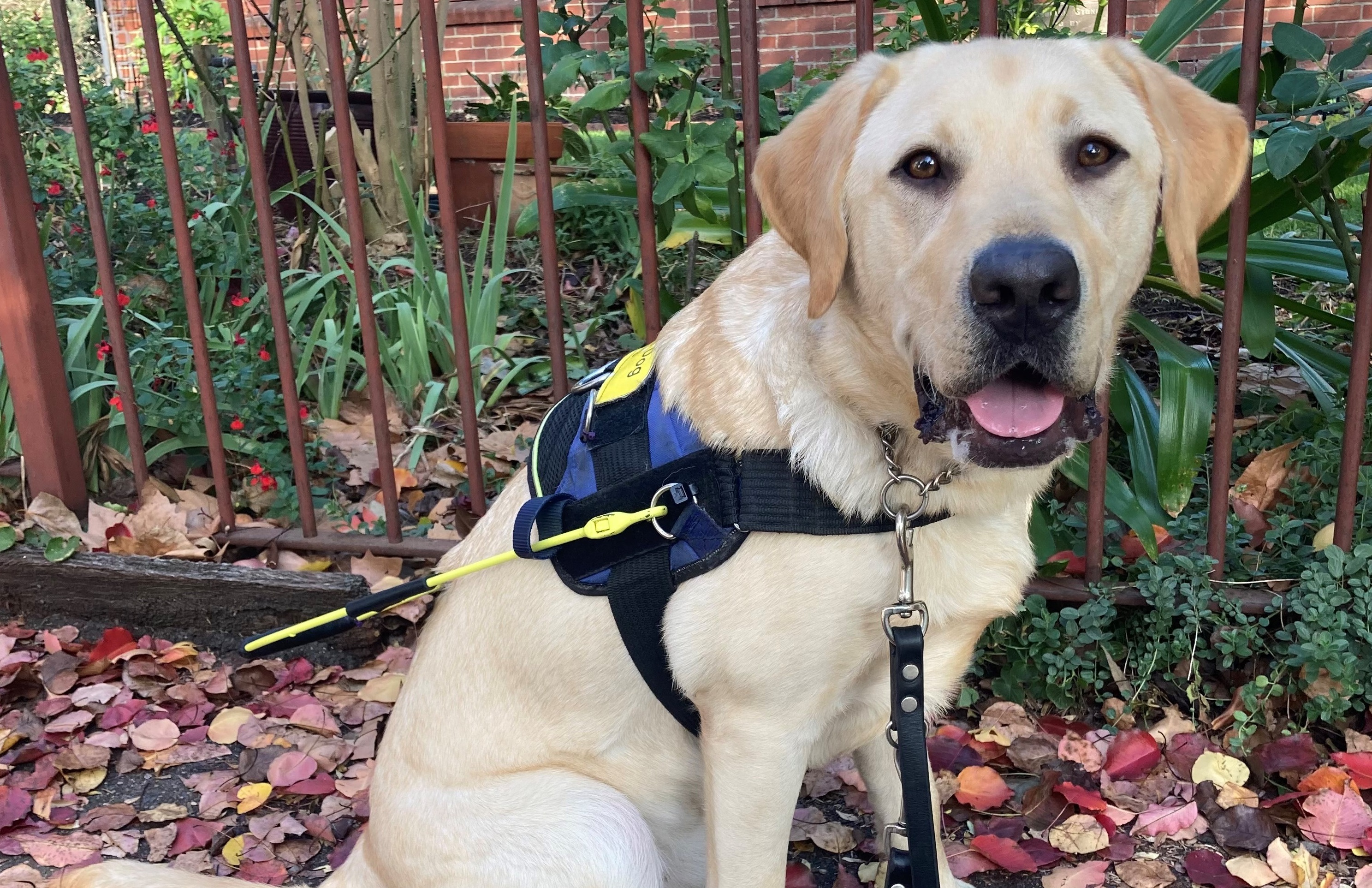 Yellow labrador sitting on leafy sidewalk wearing SED jacket