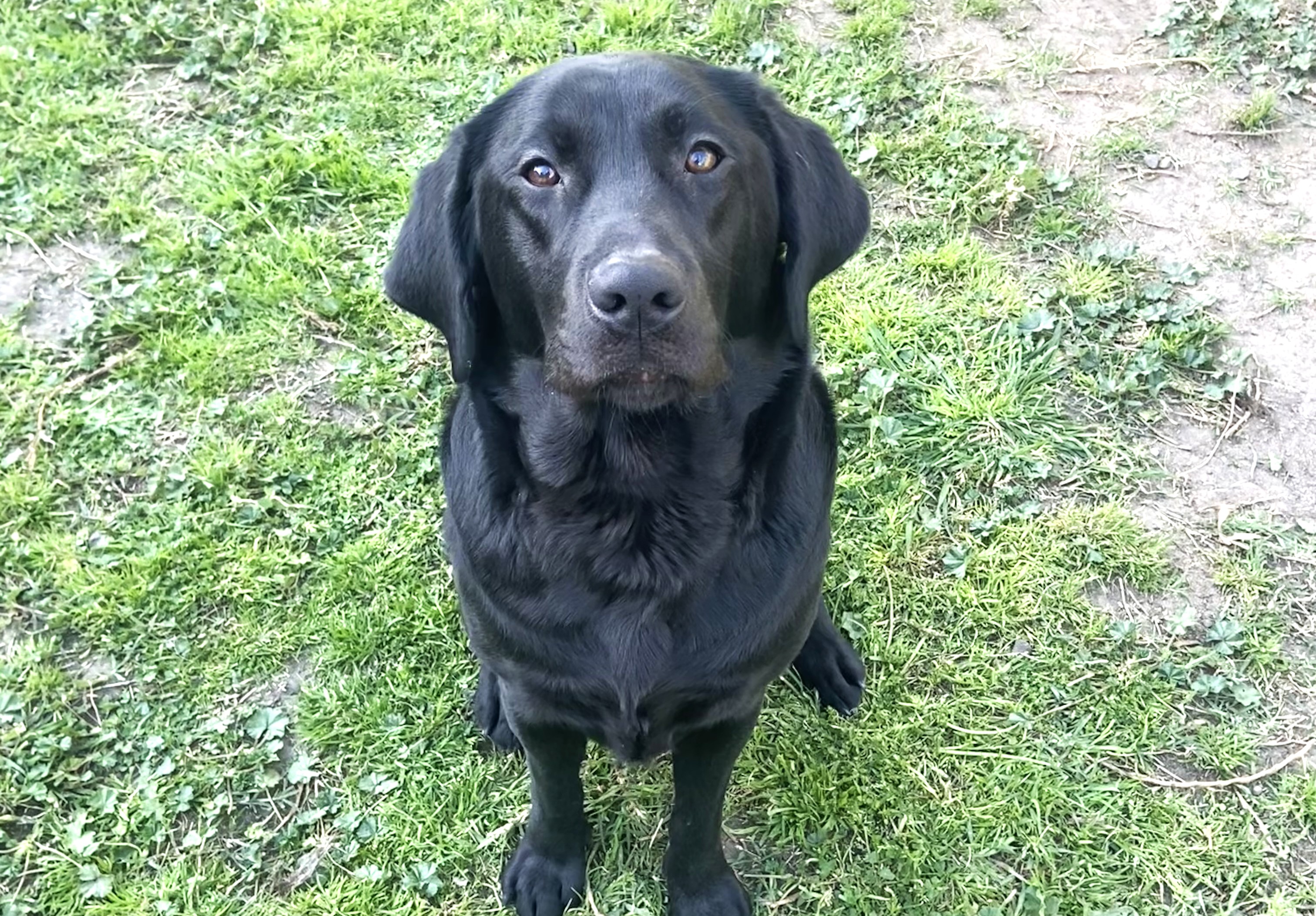 A black Labrador Retriever sits on a grassy area, looking up directly at the camera.