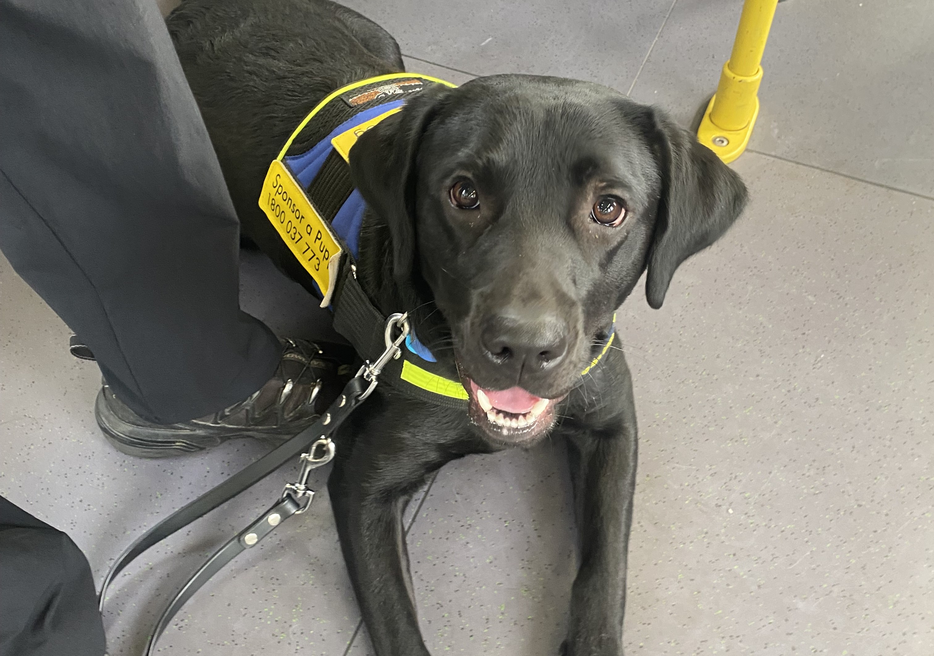 Relaxed black Labrador lying on the floor of the tram in her SED jacket.