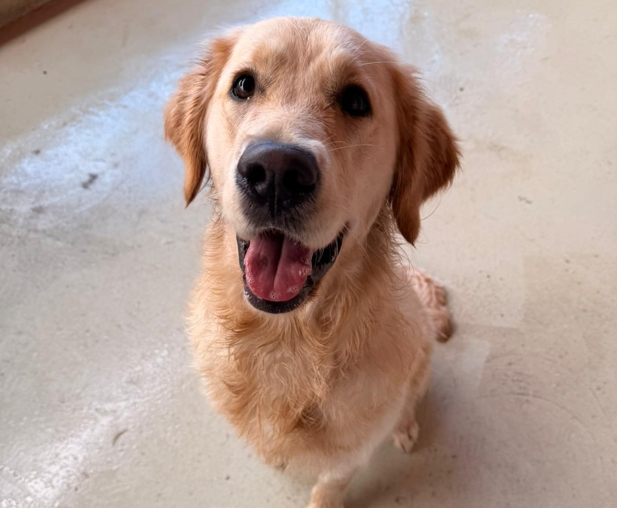 Happy fluffy Golden Retriever sitting with her mouth open in a relaxed smile