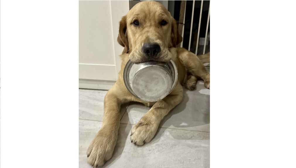 Yellow retriever holding his bowl in his mouth while lying down