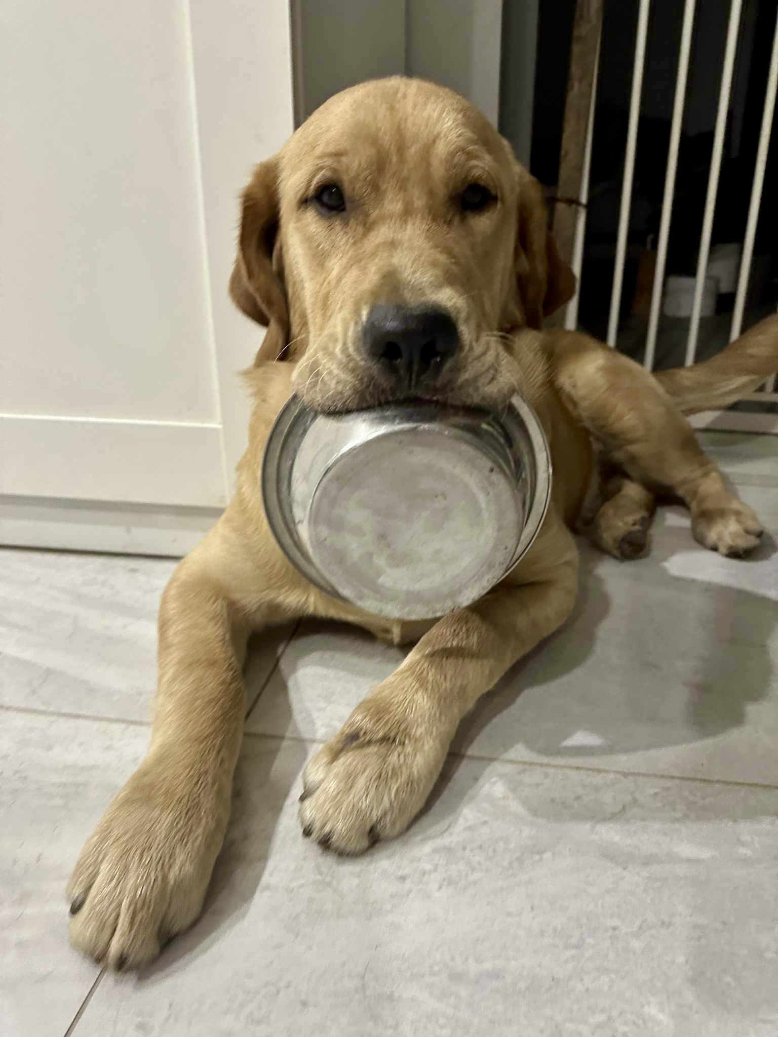 Yellow retriever holding his bowl in his mouth while lying down