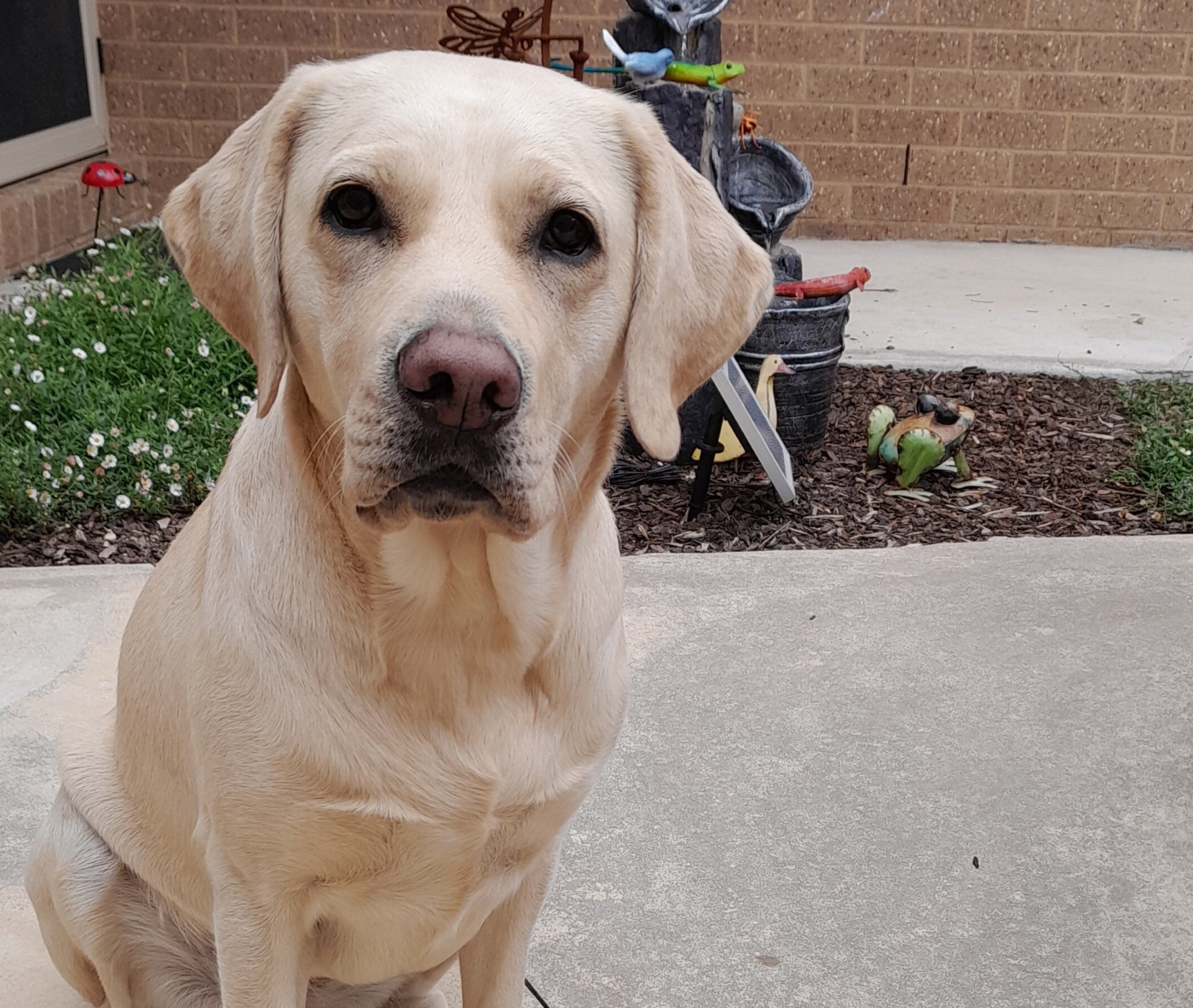 Yellow labrador sitting politely on a concrete path in front of a garden bed