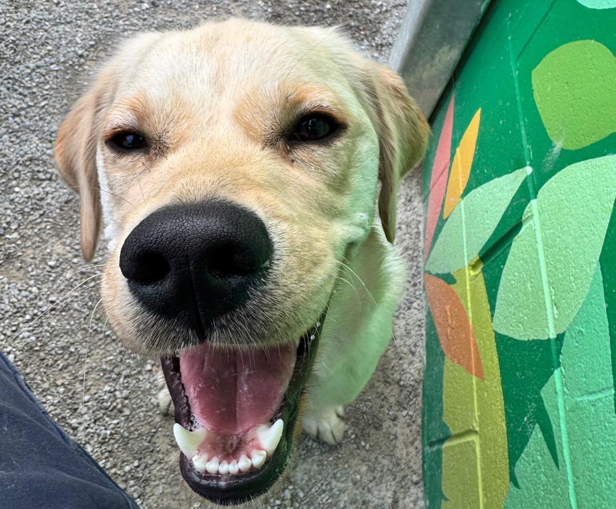Close-up of a yellow Labrador beside a brightly painted green wall, looking toward the camera with mouth open.