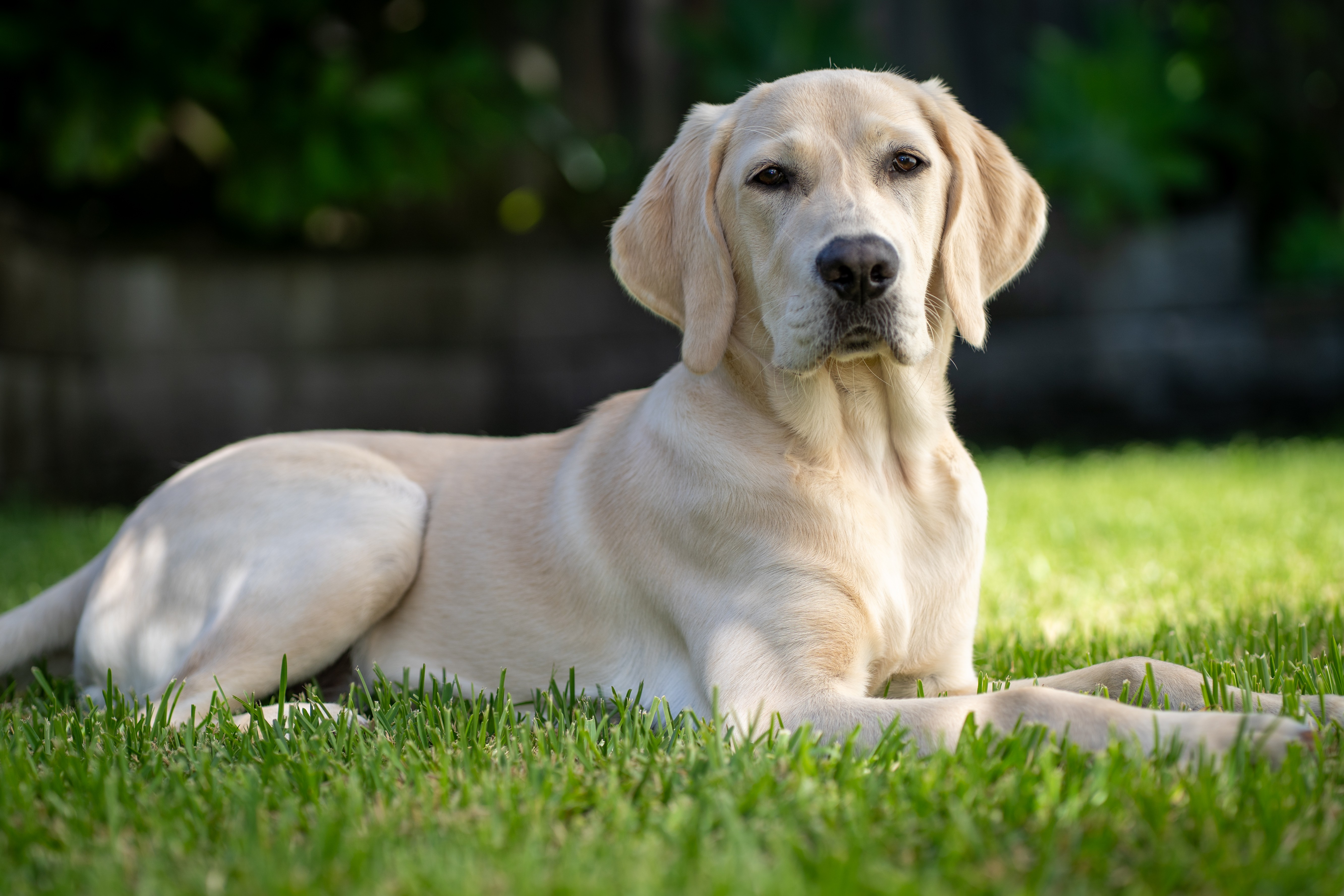 Yellow dog posing in a down position on the grass