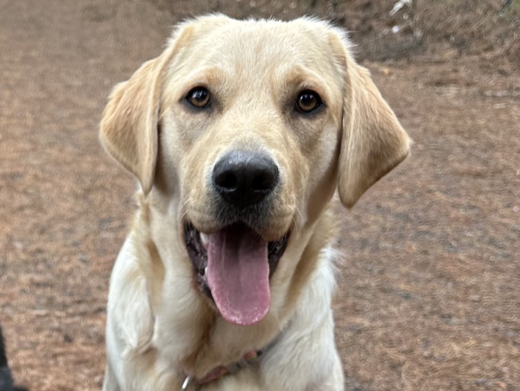 Yellow pup sitting on outdoor clearing with open mouth and tongue hanging out in a relaxed smile
