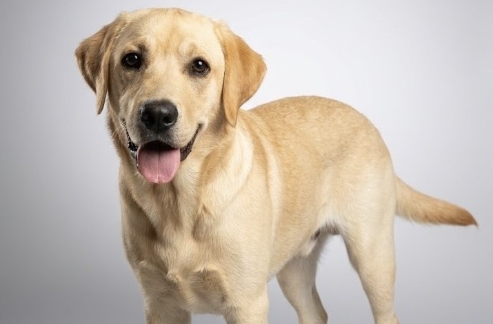 Professional portrait of yellow labrador standing against a soft grey backdrop