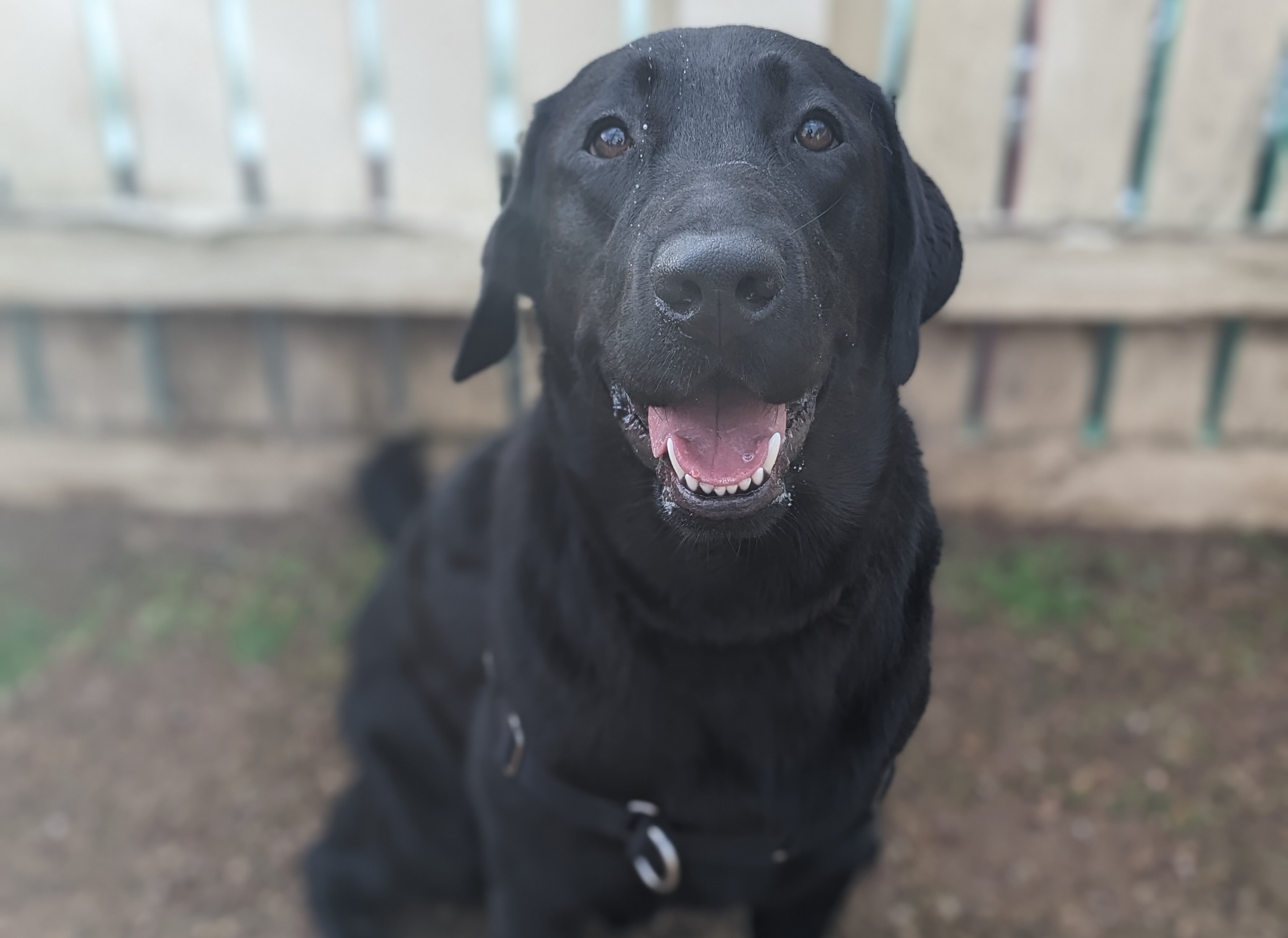 Happy black labrador sits looking into camera with his mouth open