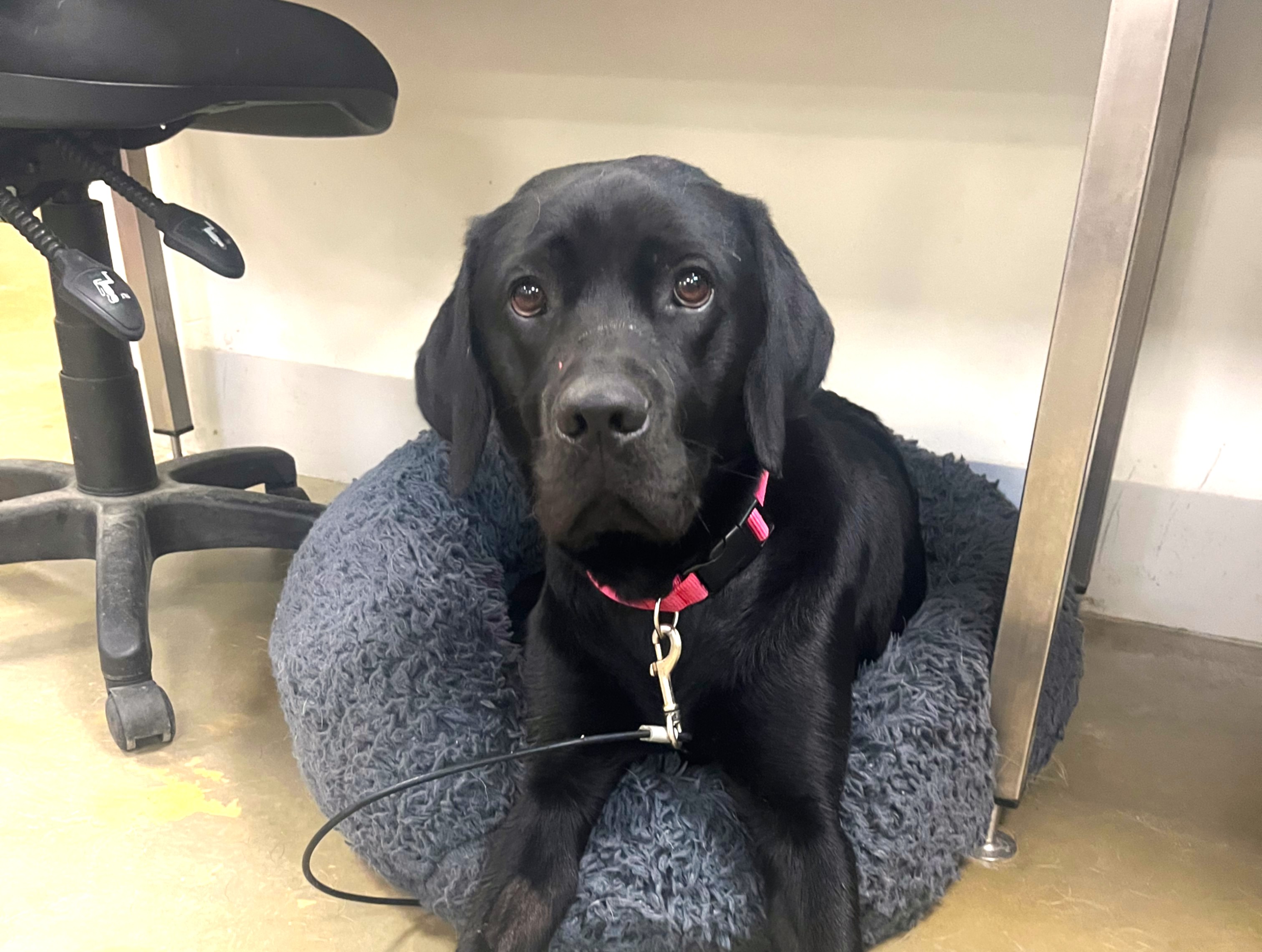 Black labrador lying on fluffy dog bed under office desk