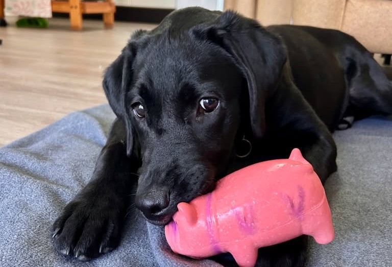 Cheeky black Labrador lying on soft bed with her pink pig toy in her mouth