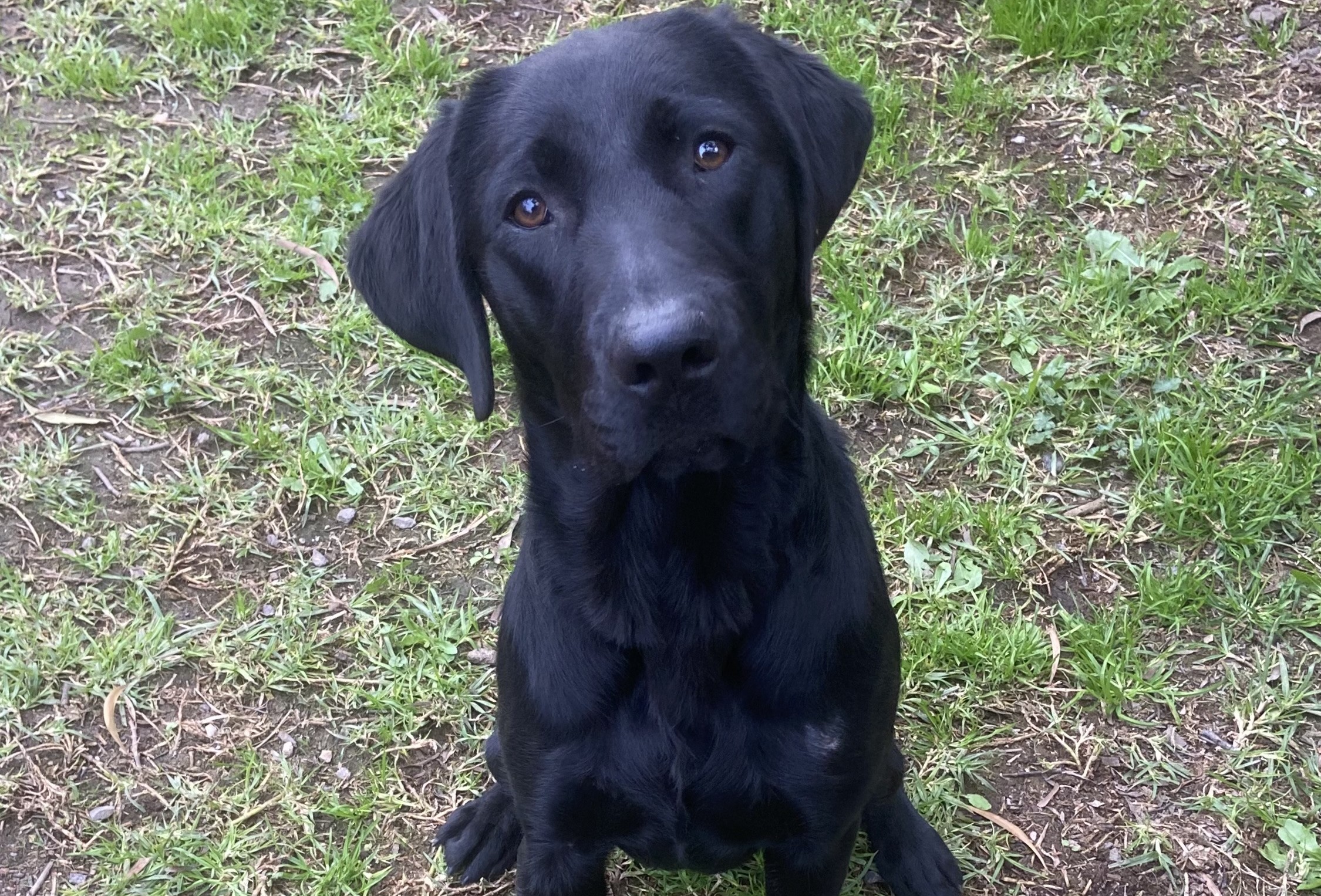 Black Labrador sitting on grass with her head tilted slightly while looking at the camera.