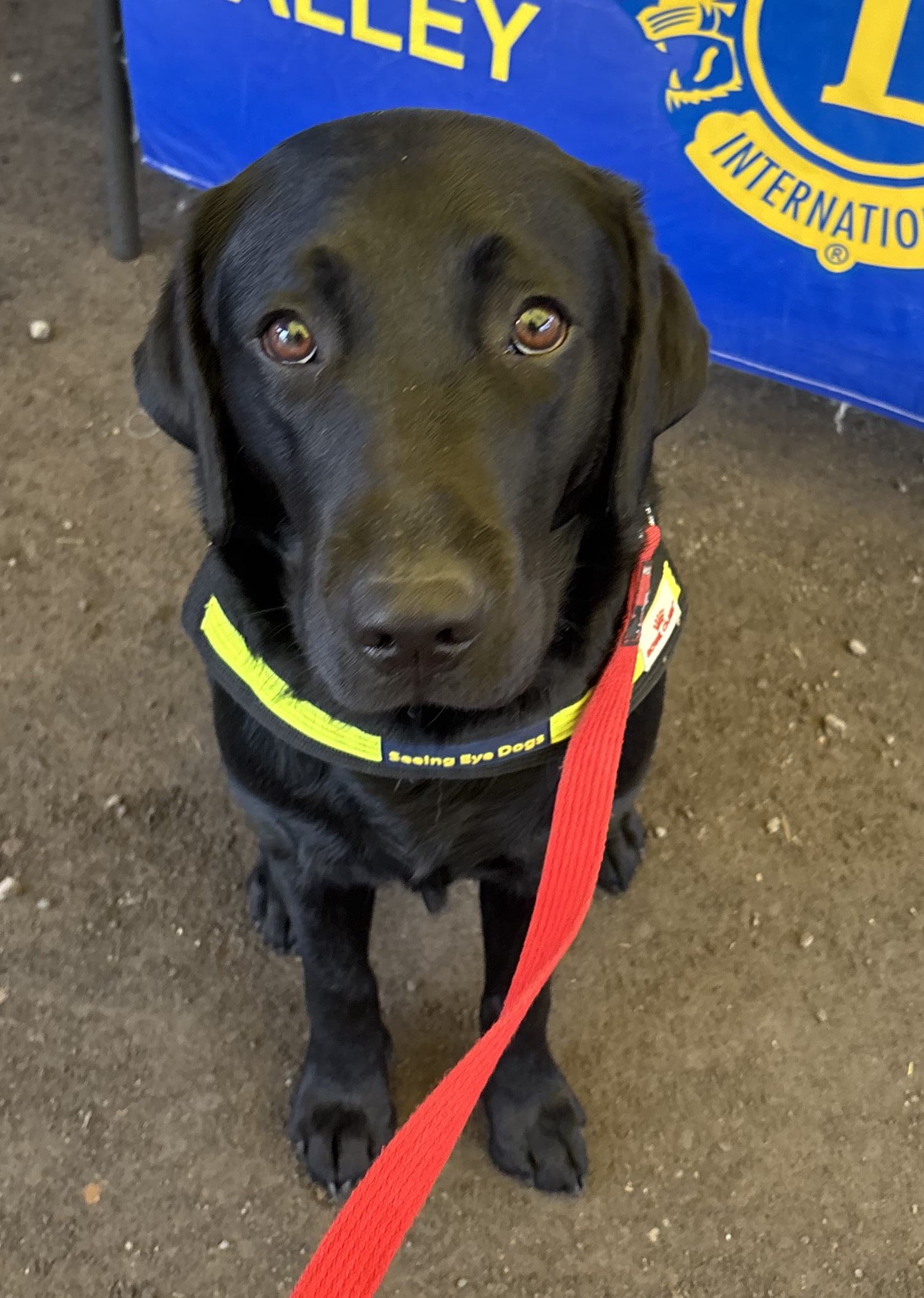 Black labrador sitting in front of blue sign
