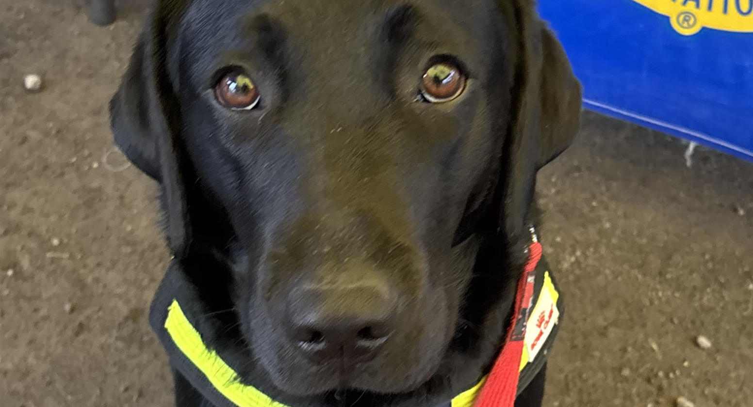 Black Labrador sitting in front of blue sign
