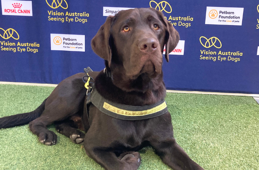 A chocolate Labrador lying down on grass in front of a blue backdrop.