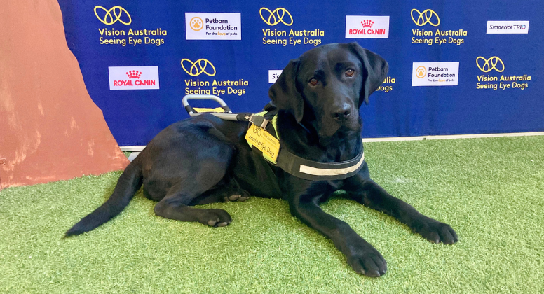 A black Labrador lying down on grass in front of a blue backdrop.