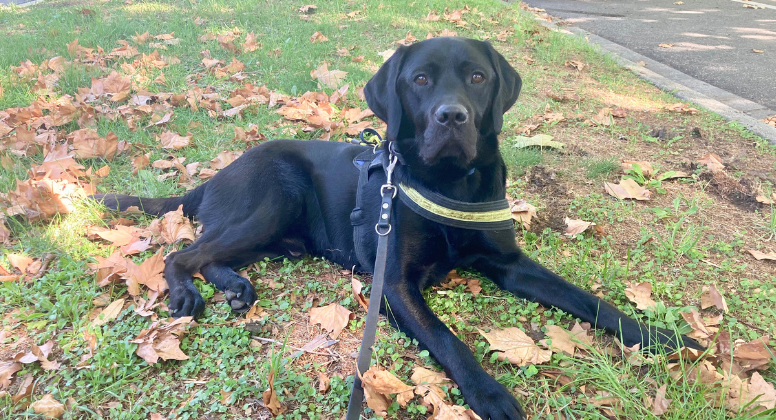 A black Labrador lying on autumn leaves in a park.