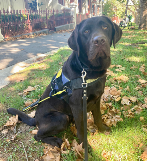 Lyric, a chocolate labrador, sitting on autumn leaves.
