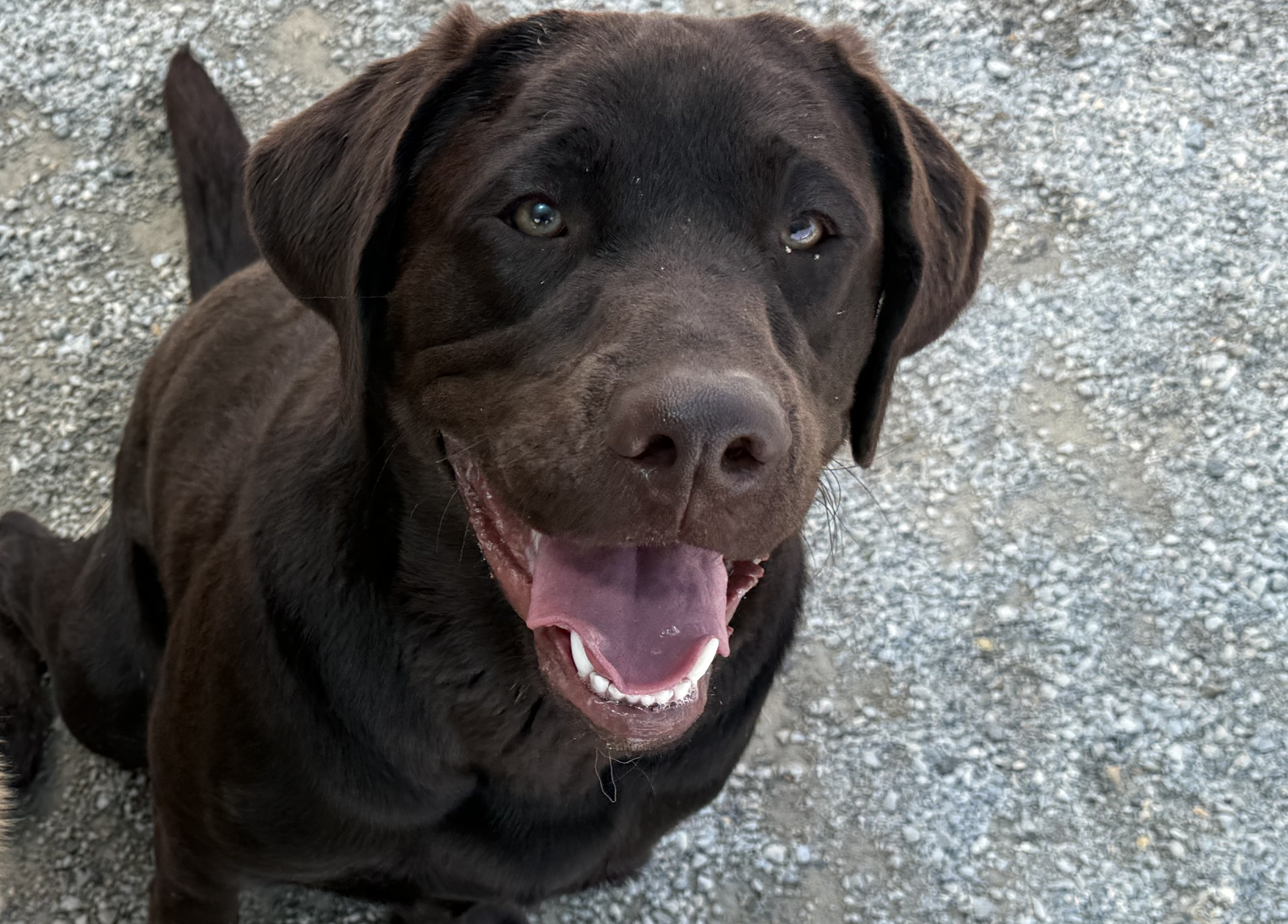 Chocolate Labrador Retriever sitting on a gravel surface and looking up toward the camera with an open mouth. The dog's tongue is visible, and its light-coloured eyes and glossy coat stand out in the close-up portrait.