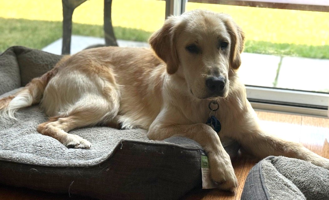 Golden Retriever relaxing on dog bed in front of window