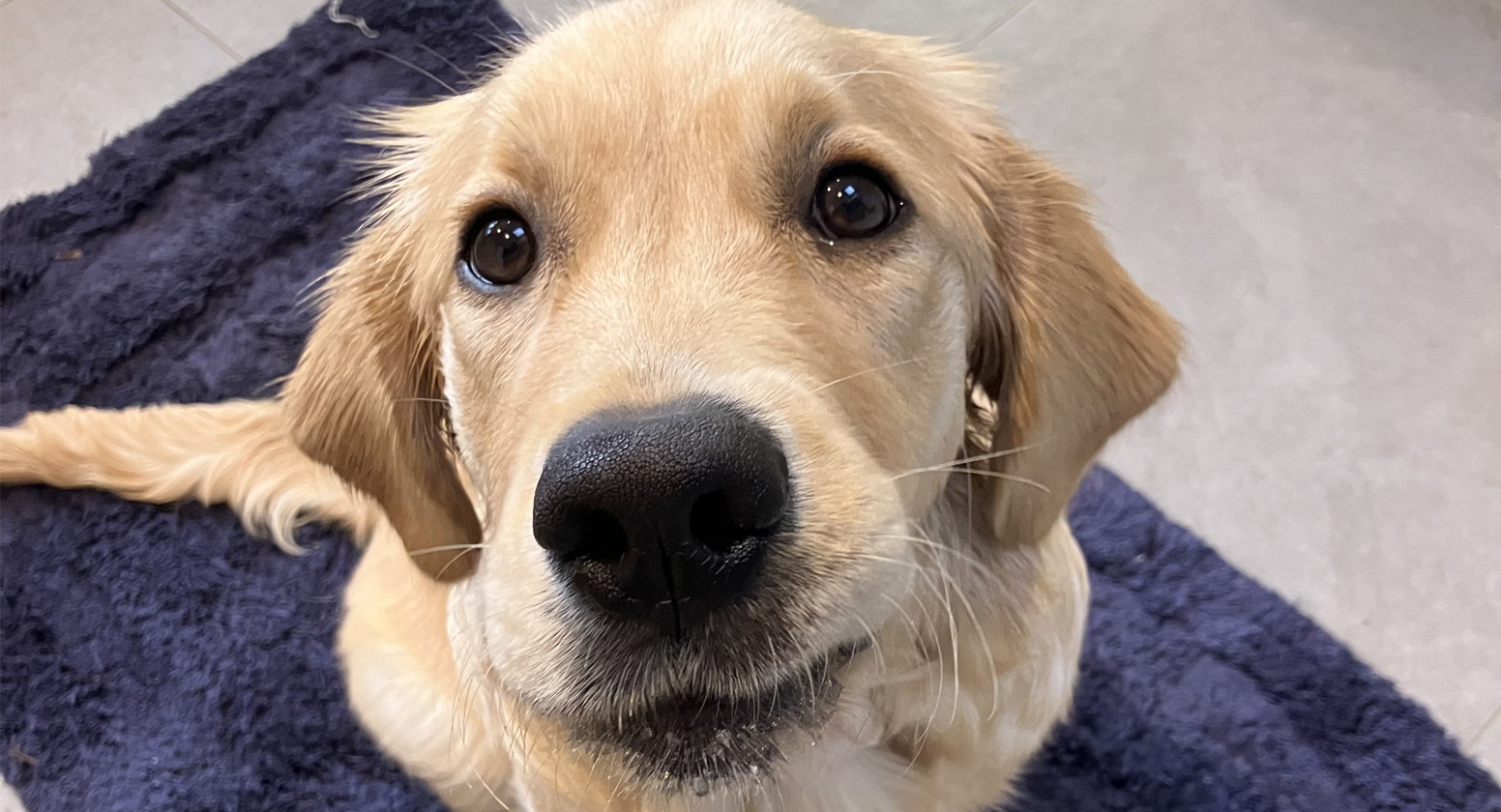 Golden Retriever pup sitting on a blue mat looking up at the camera