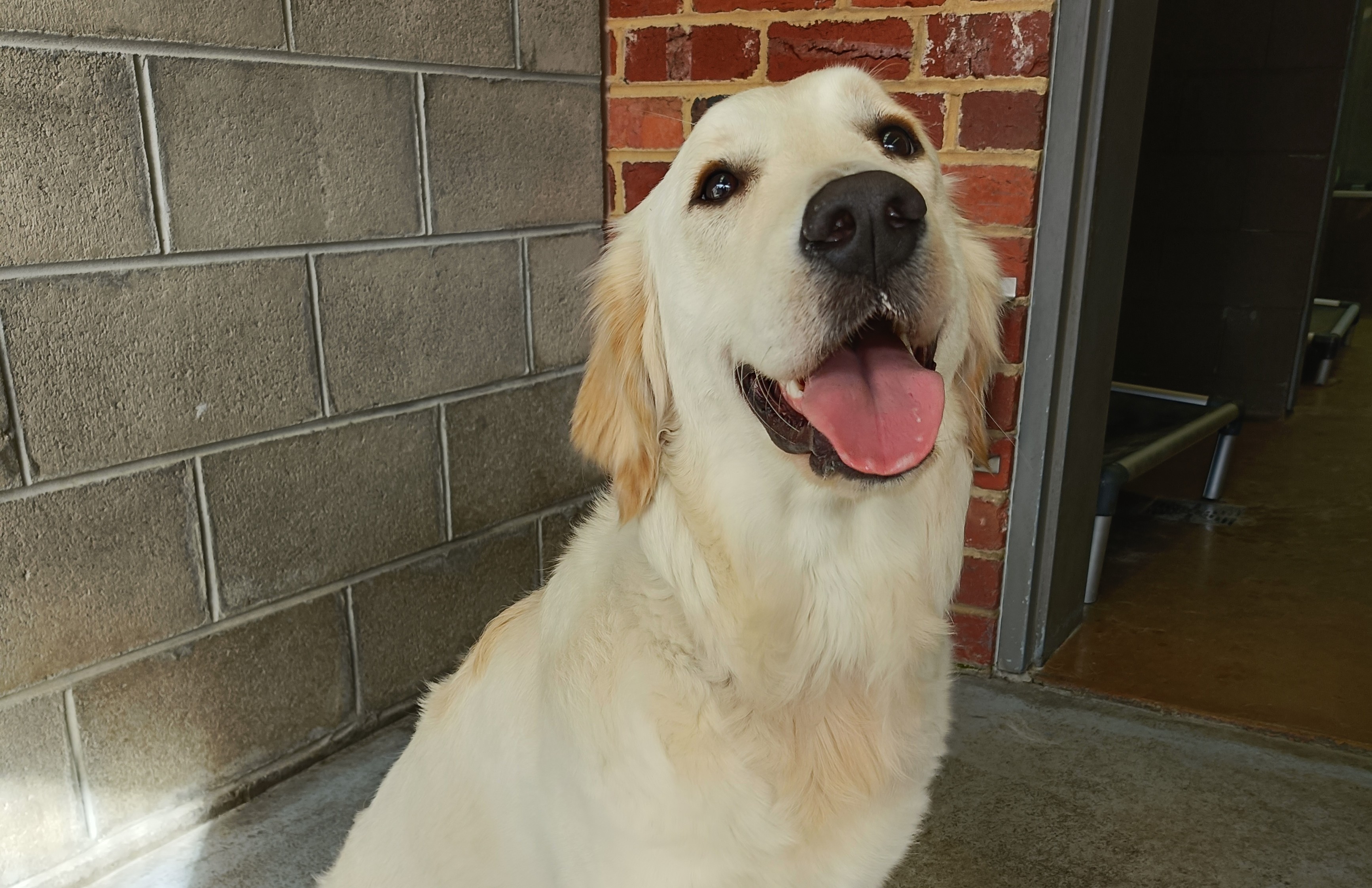 Golden retriever sitting on front of brick wall. She has a relaxed disposition and her mouth is open in a smile