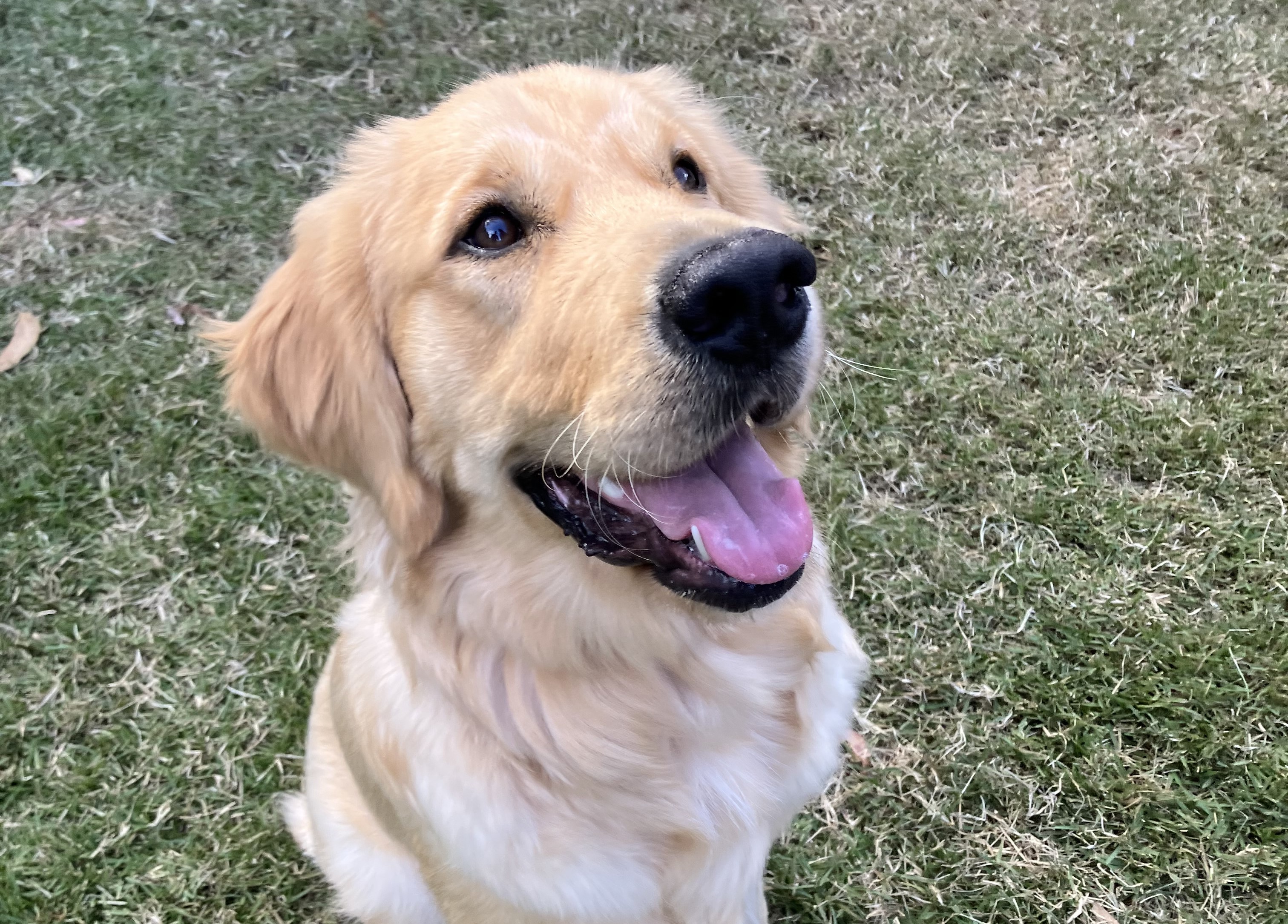 Happy Golden Retriever sitting on grass smiling at handler