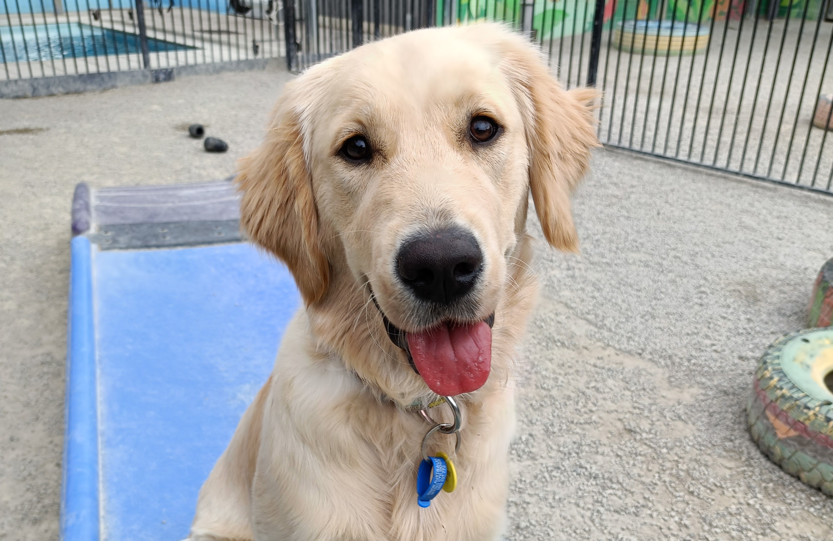 Golden Retriever pup sitting on agilty bridge with her mouth open with a relaxed smile