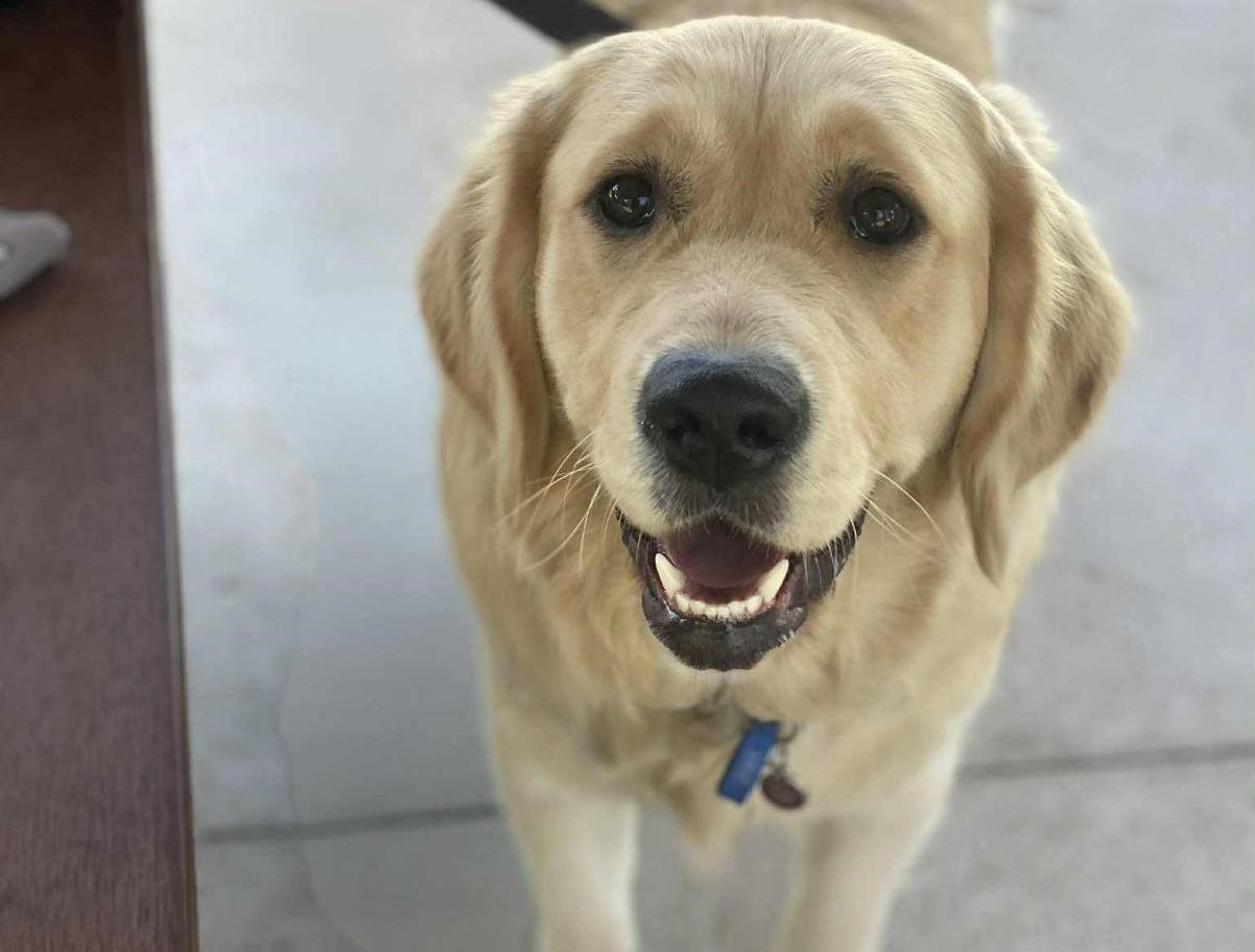 Golden Retriever standing on tiled floor with mouth slightly opened in a smile