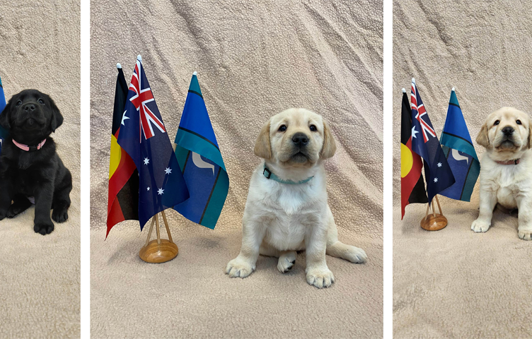 Seeing Eye Dogs pups - Bitja yellow, Gowola black, Journey yellow - who were named as part of NAIDOC Week 2024 Seeing Eye Dogs naming submissions.