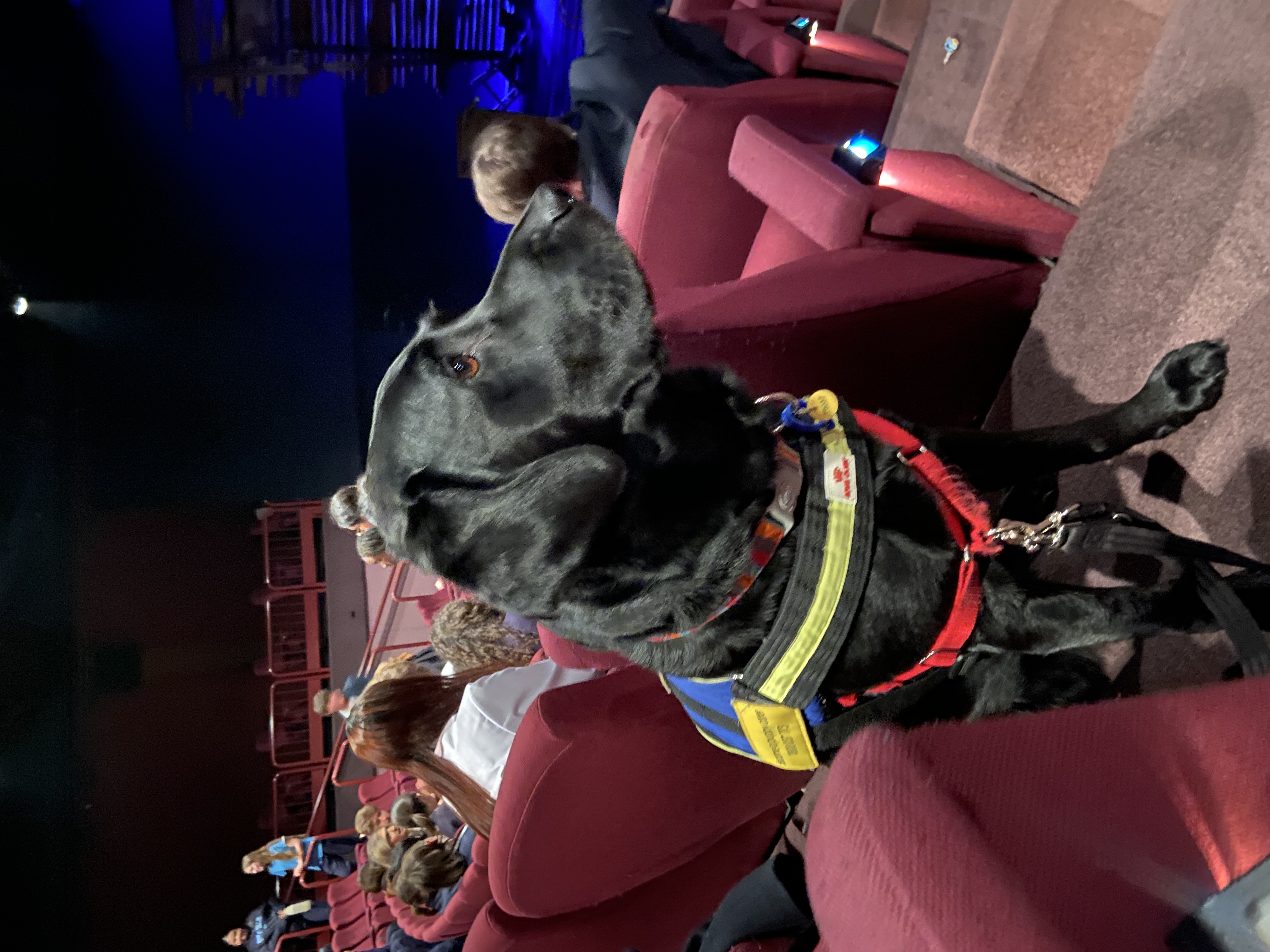 "Nell siting nicely amongst a row of theatre seats at a Shakespeare play."