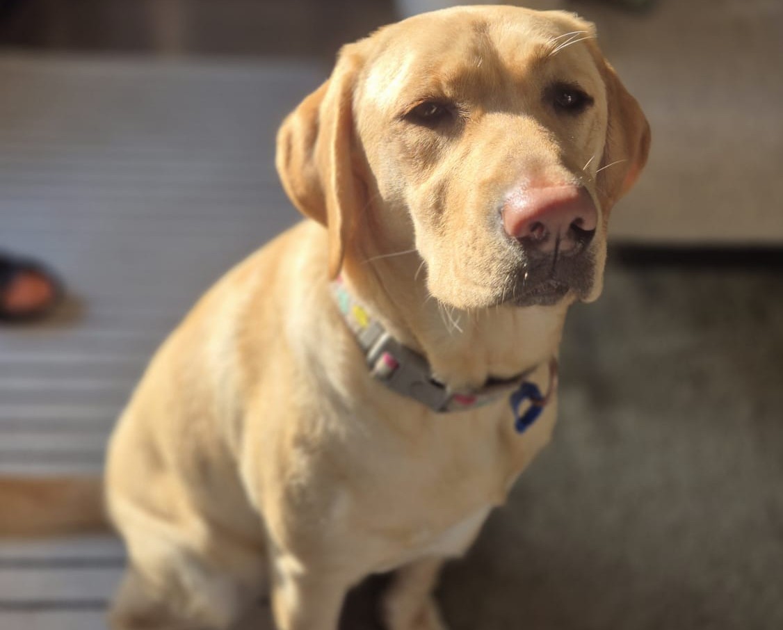Cream Labrador sitting in warm sunlight on a timber deck, wearing a grey collar and blue tag