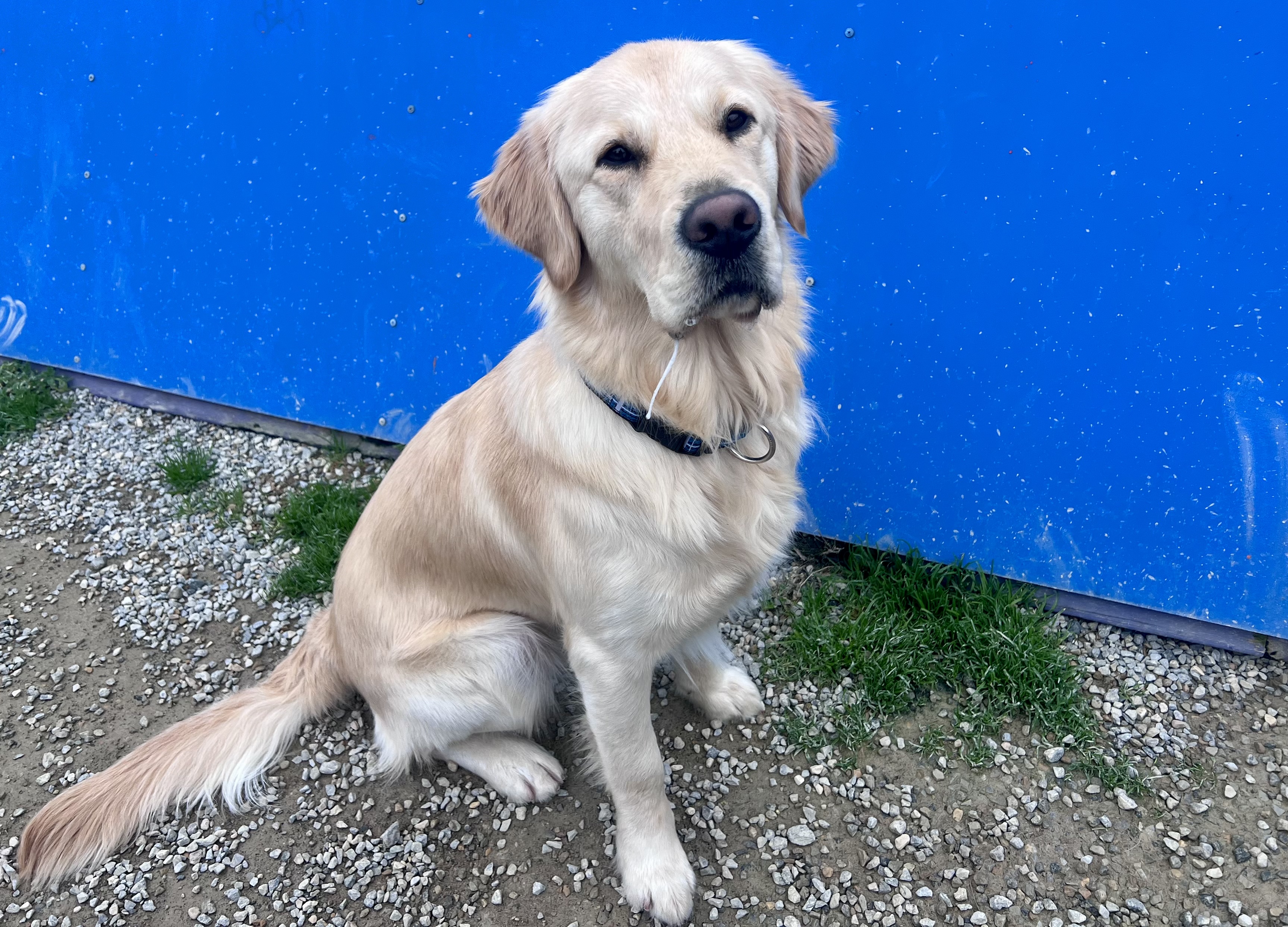 Golden retriever sitting in front of blue tunnel