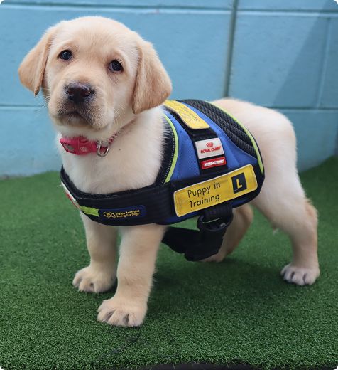 A yellow Seeing Eye Dog puppy wearing a "puppy in training" harness. 