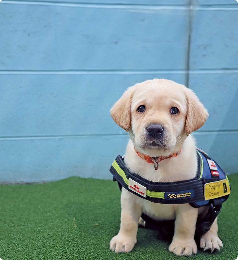 A yellow Seeing Eye Dog wearing a harness, sitting in front of a blue brick wall.