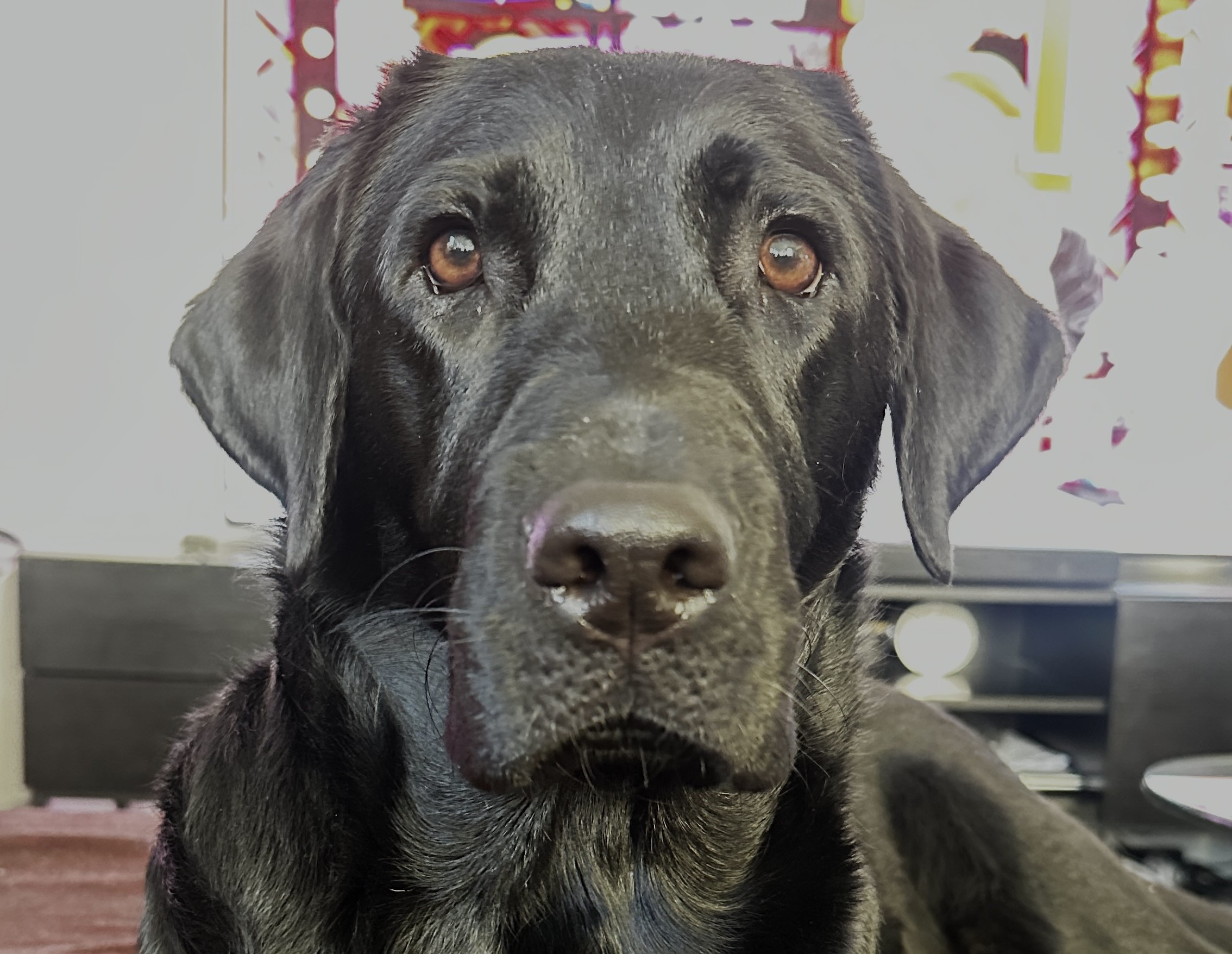 Shiny black Labrador calmly lying down looking soulfully into the camera