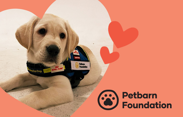A closeup of a yellow Seeing Eye Dog puppy. The text reads "Petbarn Foundation"