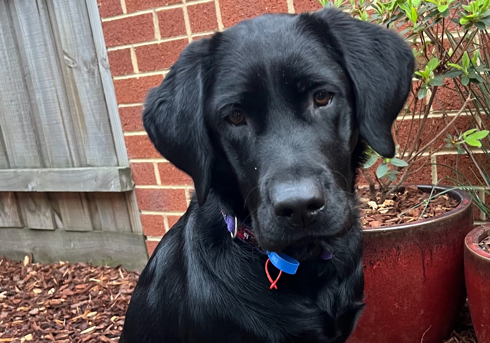 Black labrador sitting in garden bed