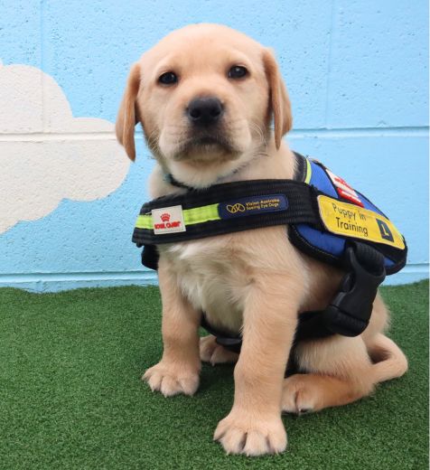 Young yellow Labrador Seeing Eye Dog puppy, Prue, sits wearing puppy in training vest.