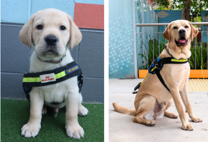 A Seeing Eye Dog puppy and a fully-grown Seeing Eye Dog
