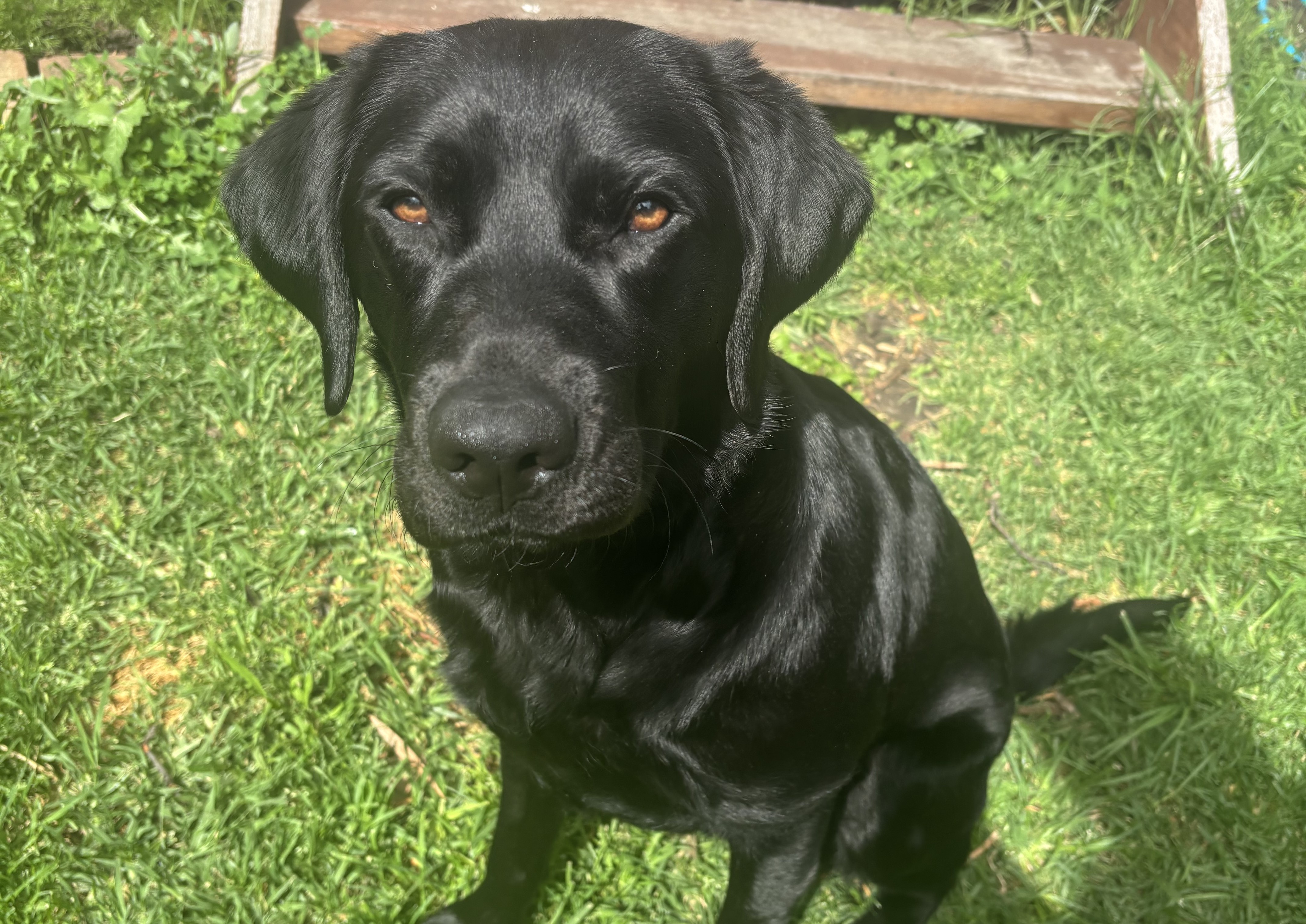 Shiny black labrador sitting on grass in the sun
