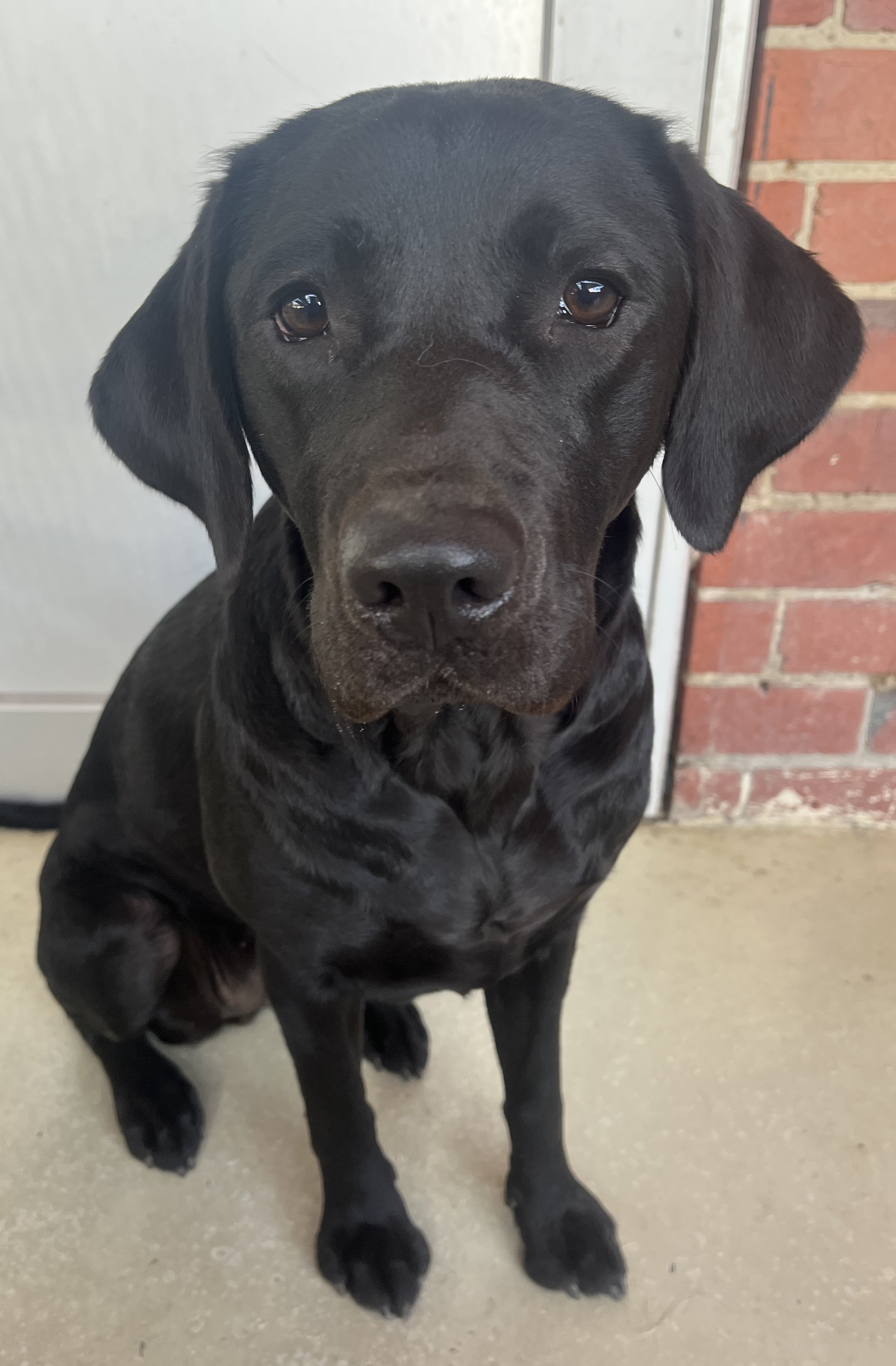 Black labrador sitting in front of kennel door
