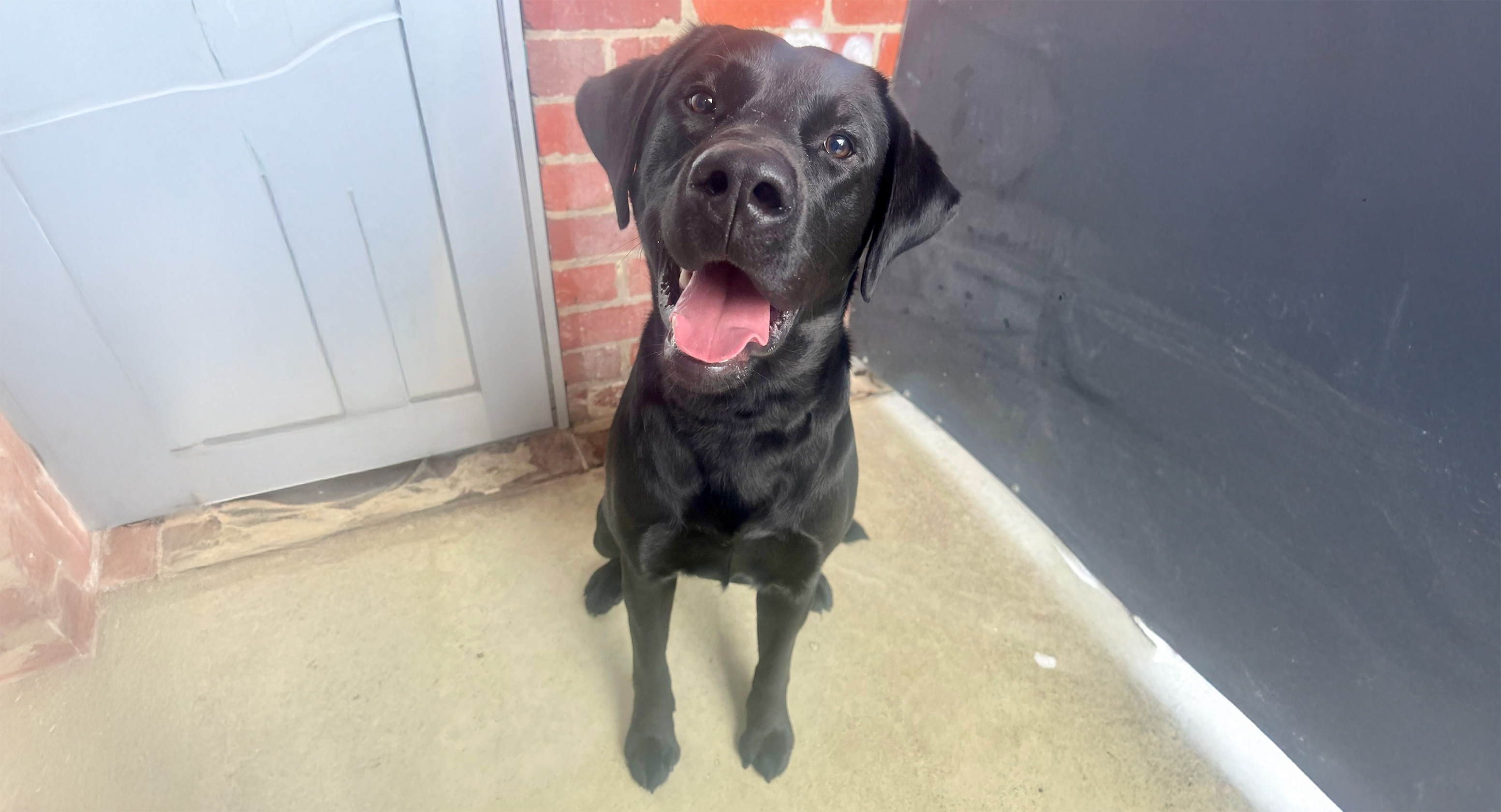 Happy black labrador sitting smiling with tongue out