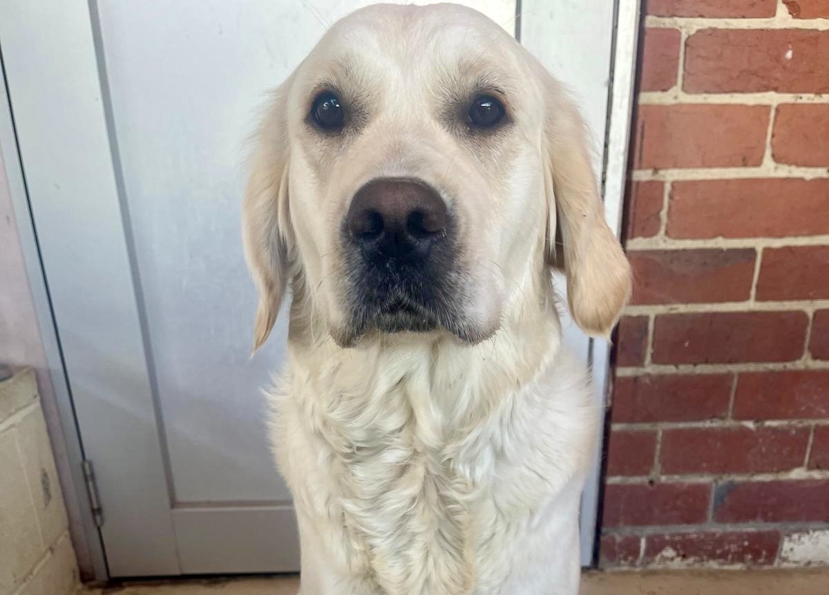Golden Retriever sitting politely in front of her kennel door
