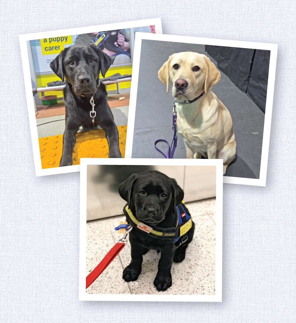 A composite image of three Seeing eye Dogs in training