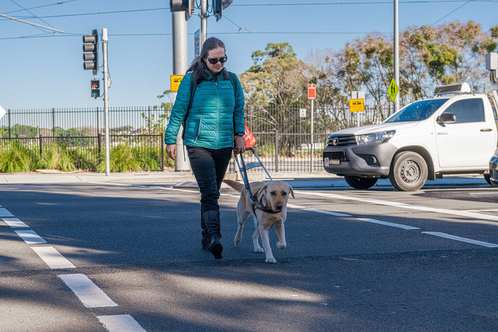 A woman walking with her Seeing eye Dog, crossing the road at an intersection.
