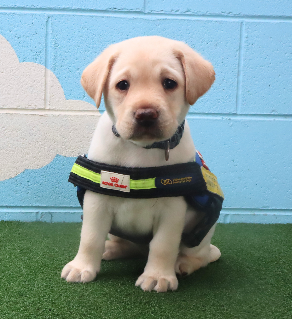 Seeing Eye Dog puppy Ebony, a yellow Labrador puppy, wearing a "puppy in training" harness.
