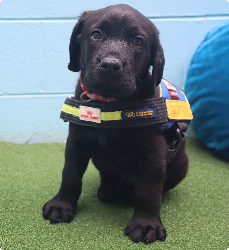 Seeing Eye Dog puppy Yates wearing a "puppy in training" harness.