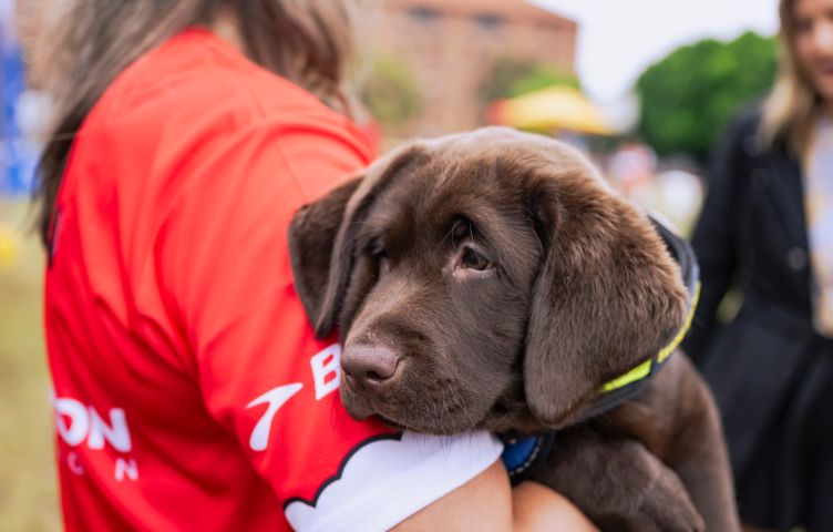 A person wearing a red shirt with long hair is holding a chocolate-coloured Seeing Eye Dog puppy