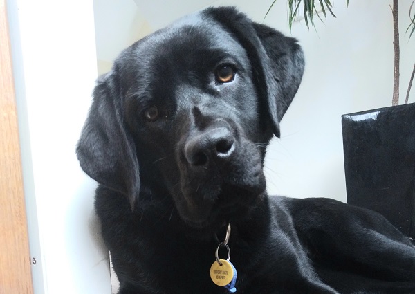 Cute black labrador with a head tilt lying on the stairs